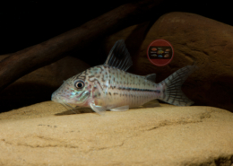 Corydoras leopardus