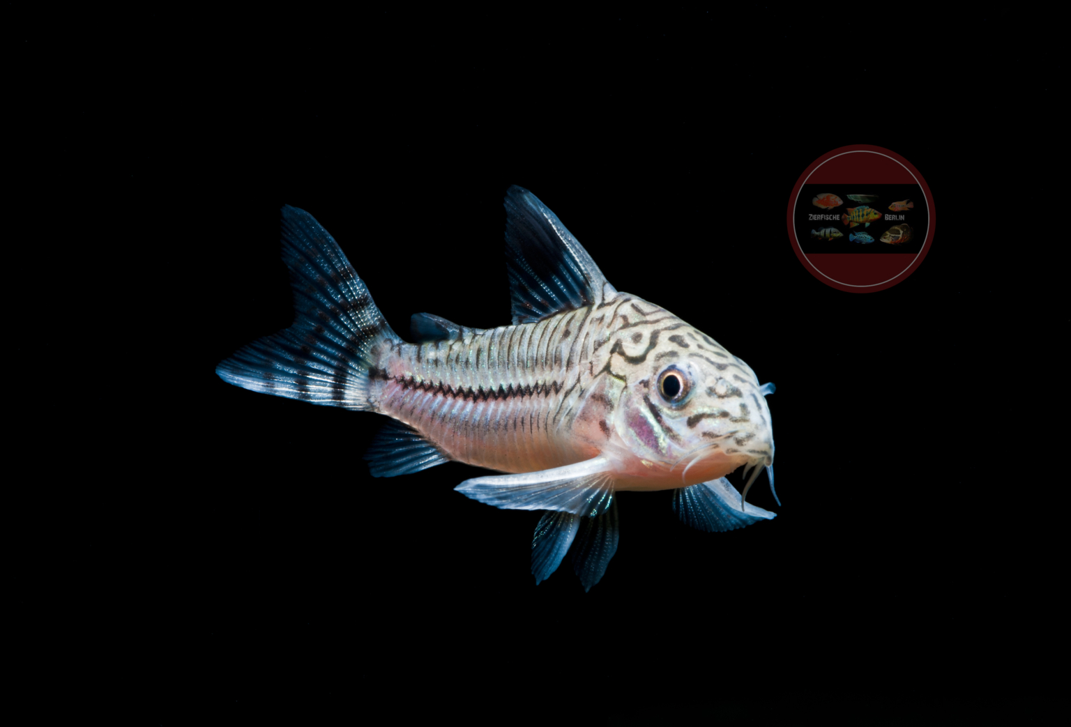 Corydoras trilineatus ZierfischeBerlin