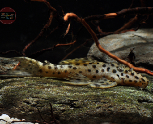 L 172 Leopard-Rüsselzahnwels "GOLD" Leporacanthicus heterodon