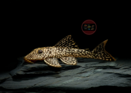 L 067 "Flathead-Pleco", WF Pseudancistrus asurini 8-10 cm