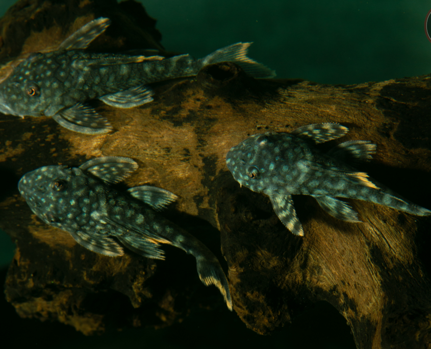 L 106 Gelbsaum-Pleco	Hemiancistrus guahiborum
