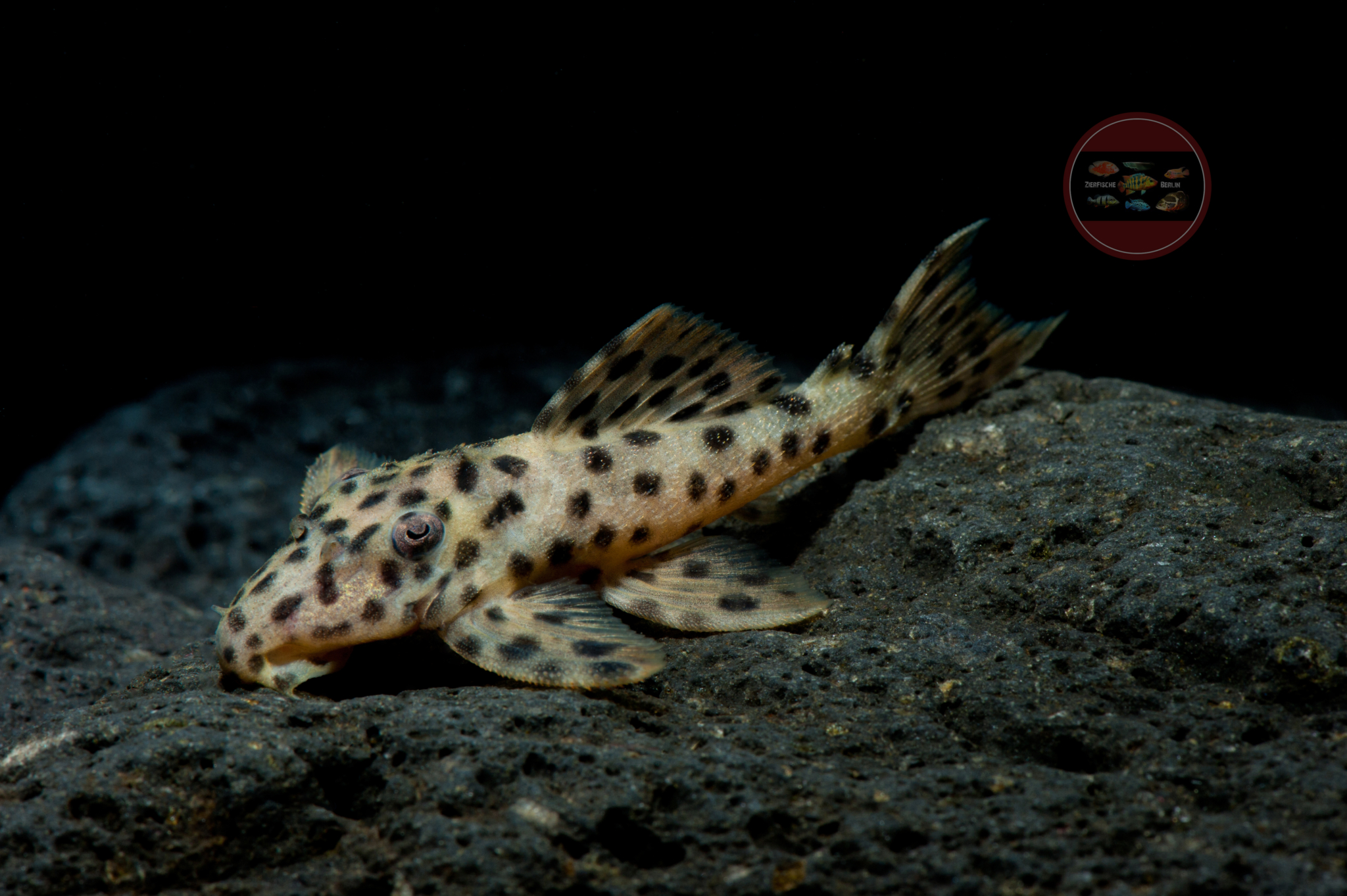 L 172 Leporacanthicus heterodon ZierfischeBerlin
