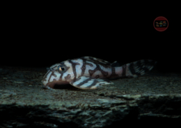L 236 "SUPER WHITE" AUSNAHME, RB-LINE Hypancistrus sp.