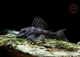L 262 Perlhuhn-Harnischwels Hypancistrus sp. "SMALL SPOTTED"