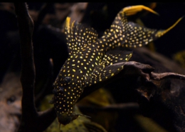 LDA 105 Pseudacanthicus sp. „Typhoon“ LDA 105 WF Pseudacanthicus sp. "Typhoon“