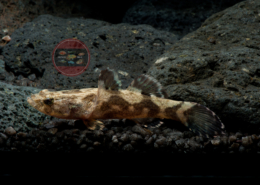 Oxyeleotris marmoratus Marmorgrundel