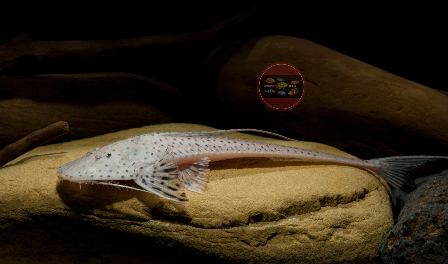 Planiloricaria cryptodon ZierfischeBerlin