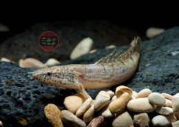 Polypterus delhezi Zaire-Flösselhecht Polypterus delhezi