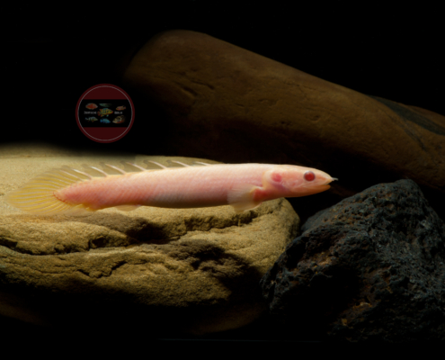 Polypterus senegalus "Albino"