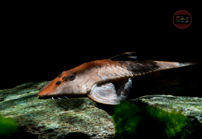 Pseudohemiodon apithanos ZierfischeBerlin