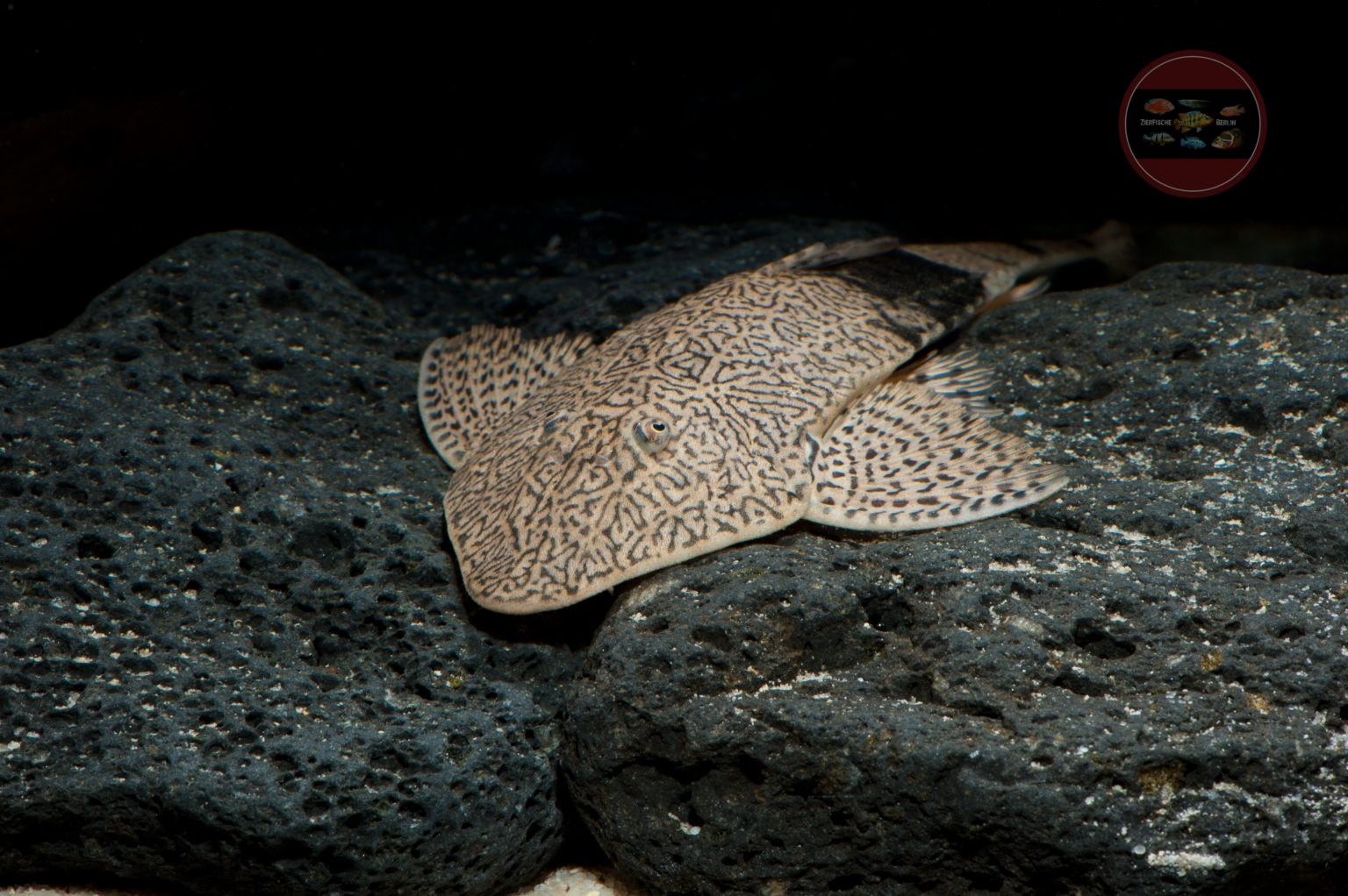 Pseudohemiodon apithanos ZierfischeBerlin