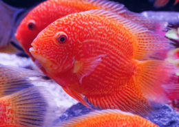 Augenfleckbuntbarsch GOLD-ROT Heros severus "FIRE RED SPOTS"