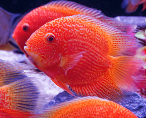 Augenfleckbuntbarsch GOLD-ROT Heros severus "FIRE RED SPOTS"