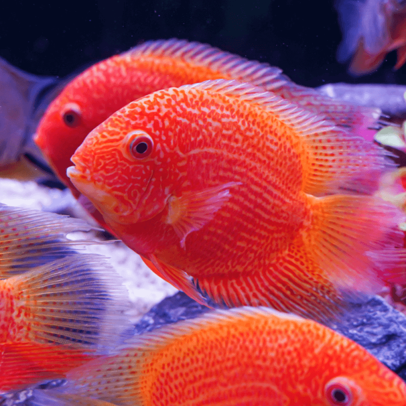 Augenfleckbuntbarsch GOLD-ROT Heros severus 