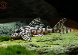 L 236 Schneeweißer Netzpleco, DNZ Hypancistrus seideli (Ausnahmetiere)