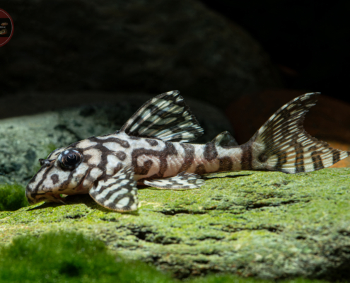 L 236 Schneeweißer Netzpleco, DNZ Hypancistrus seideli (Ausnahmetiere)