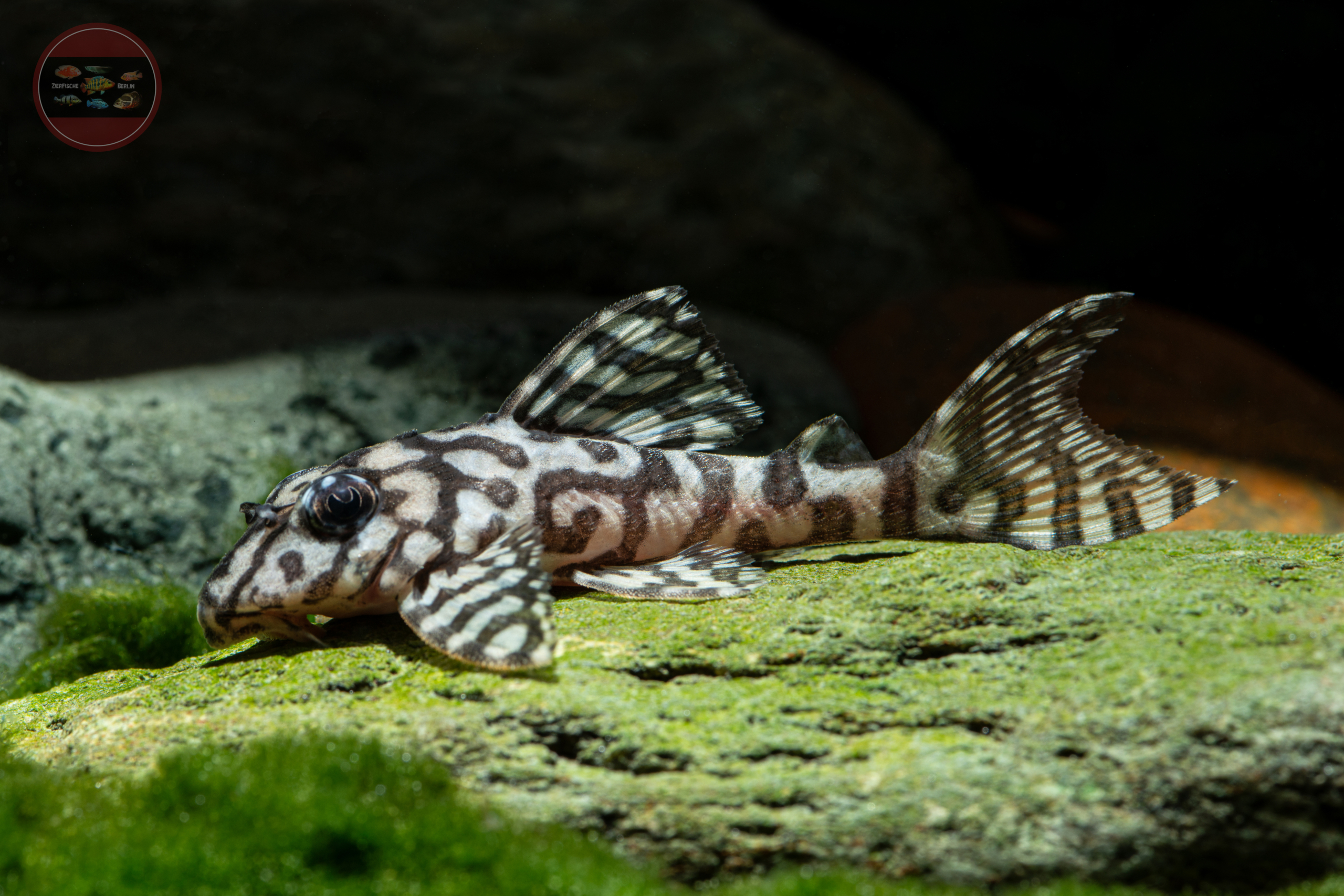 L 236 Schneeweißer Netzpleco, DNZ Hypancistrus seideli (Ausnahmetiere)