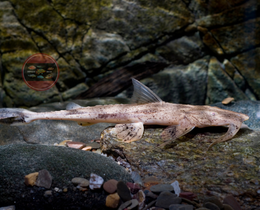 Bagarius suchus ZierfischeBerlin