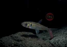 Chalceus erythrurus Rotflossen Glanzsalmler Chalceus erythrurus