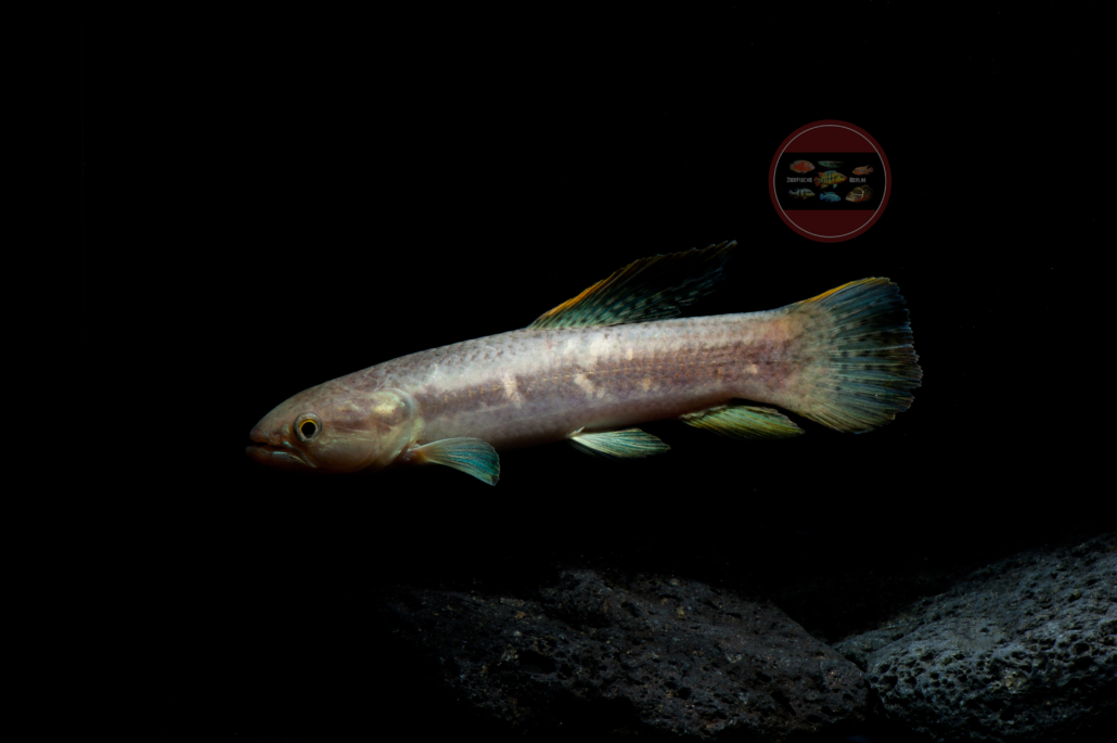 Erythrinus erythrinus ZierfischeBerlin