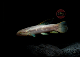 Erythrinus erythrinus Rotflossen Raubssalmler Lachssalmler Erythrinus sp.