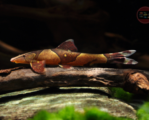 Rote Geckoschmerle, WF Homaloptera confuzona