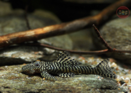 L 257 Tiger-Fliegerharnischwels Pseudolithoxus tigris