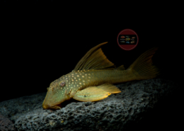 L 200 Baryancistrus demantoides "HIGH FIN" L 200 Gelber Phantomwels Baryancistrus demantoides "HIGH FIN"