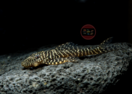 L257 Pseudlithoxus tigris L 257 Tiger-Fliegerharnischwels Pseudolithoxus tigris