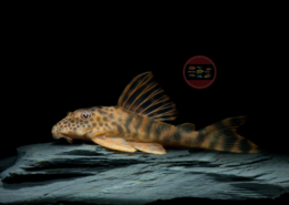L 387 Ancistomus sp. L 387 Pracht-Zwergschilderwels, WF Ancistomus/Peckoltia sp. 6-7,5 cm