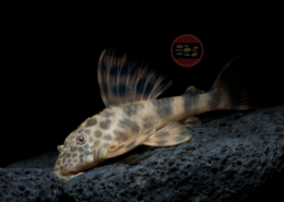 L 387 Ancistomus sp. L 387 Pracht Zwergschilderwels Ancistomus Peckoltia sp.