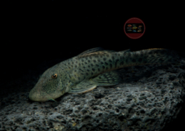 Uaru fernandezyepezi L 445 Gebirgsharnischwels gefleckt Chaetostoma joropo