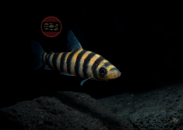 Leporinus fasciatus Goldringel-Leporinus Leporinus fasciatus