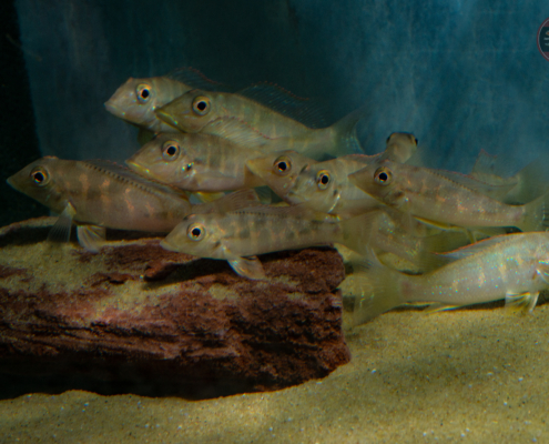 Retroculus lapidifer ZierfischeBerlin