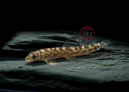 Medusaschmerle, Serpenticobitis octozona Medusaschmerle, Serpenticobitis octozona