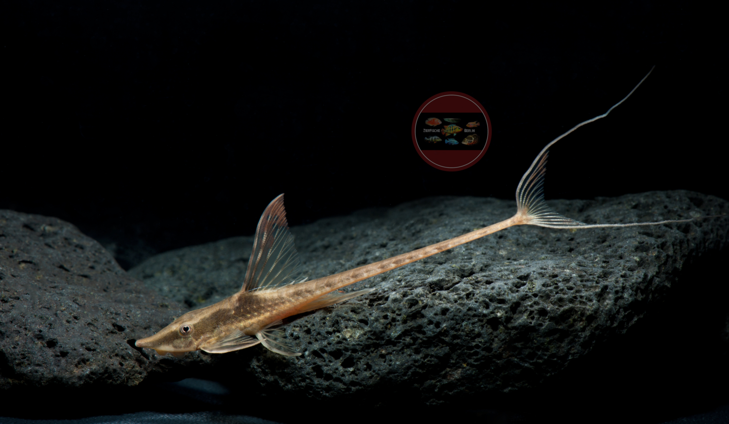 Sturisoma aureum ZierfischeBerlin