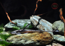 Goldbartwels, WF Sturisoma aureum