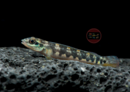 Teleocichla centrarchus Stromschnellen-Buntbarsch Teleocichla centrarchus