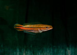 Malabar-Snakehead, WF Channa diplogramma