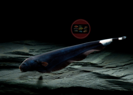 Apteronotus albifrons Weißstirnmesserfisch Apteronotus albifrons