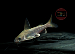 Arius (Hexanemathichtys) seemani Mini-Hai Ariopsis simonsi ("seemani")