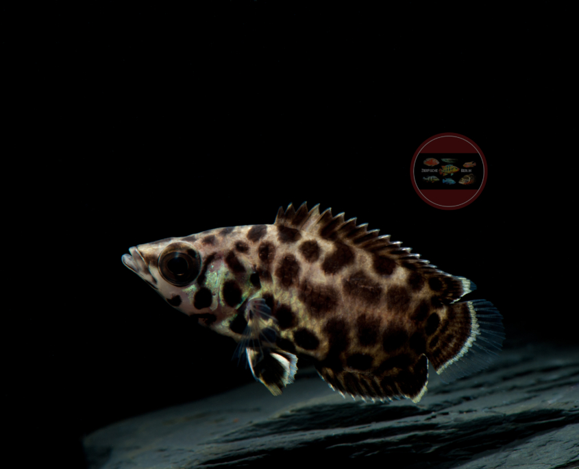 Leopard-Buschfisch Ctenopoma acutirostre