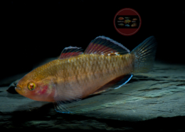 Rote Kaisergrundel Hypseleotris compressa Rote Kaisergrundel Hypseleotris compressa