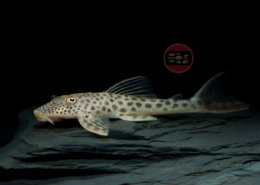 L 11 Squaliforma cf. emarginata L11 Squaliforma cf emarginata