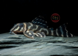 L 199 Hypancistrus furunculus L 199 Orinoko-Zebrawels, WF Hypancistrus furunculus 8-10 cm