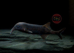 Langnasen-Rüsselfisch Campylomormyrus compressirostris Langnasen-Rüsselfisch, DNZ Campylomormyrus compressirostris