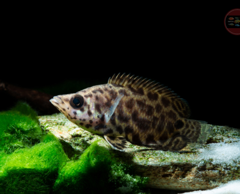 Leopard-Buschfisch, Ctenopoma acutirostre