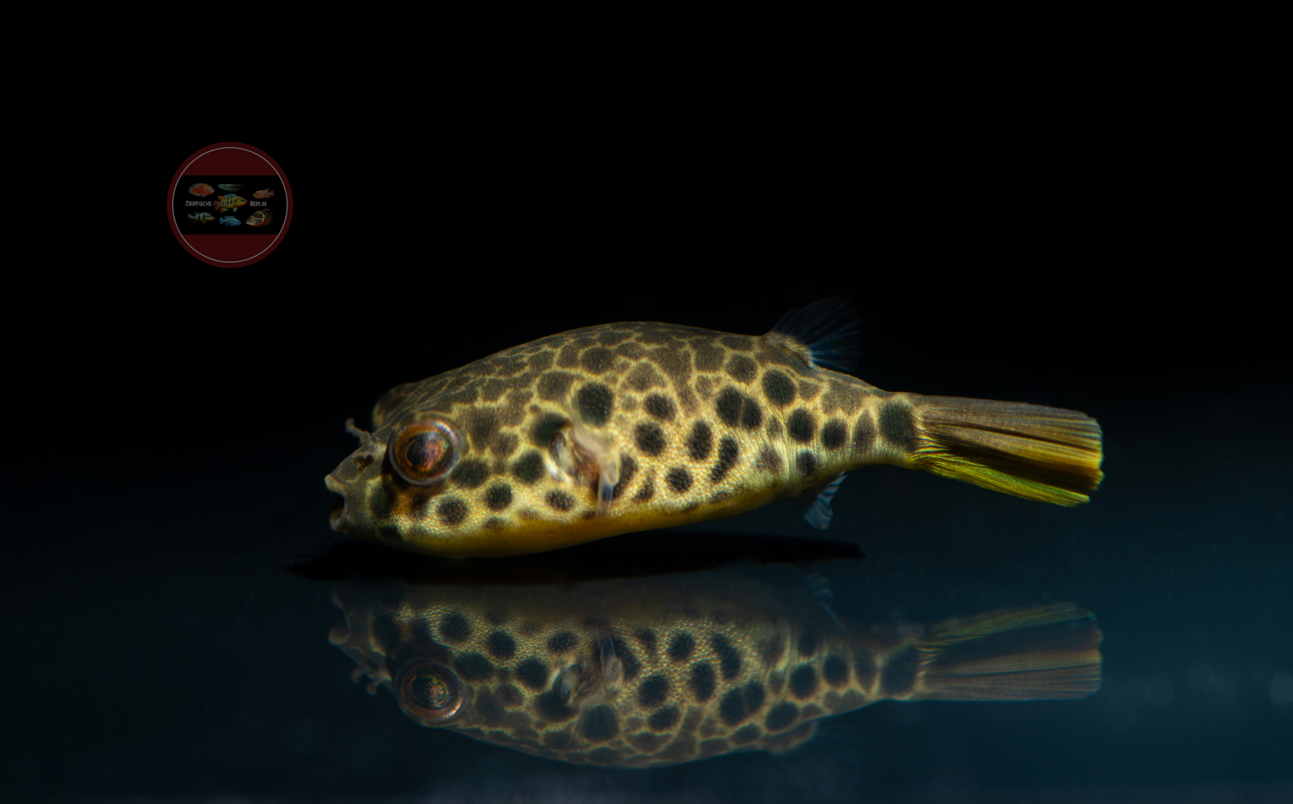 Leopardkugelfisch, DNZ Tetraodon schoutedeni