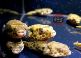Leopardkugelfisch Tetraodon schoutedeni Leopardkugelfisch Tetraodon schoutedeni