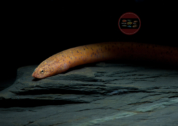 Marmorierter Kiemenschlitzaal Synbranchus marmoratus Marmorierter- Kiemenschlitzaal Synbranchus marmoratus